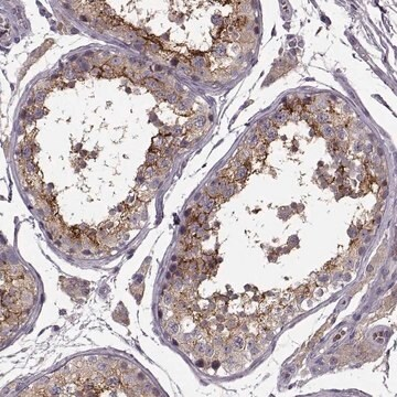 Anti-SLC52A3 antibody produced in rabbit, 100 µL (HPA059078-100UL)
