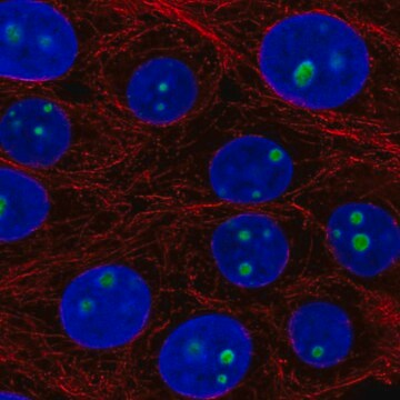 Anti-LLPH antibody produced in rabbit, 100 µL (HPA058786-100UL)