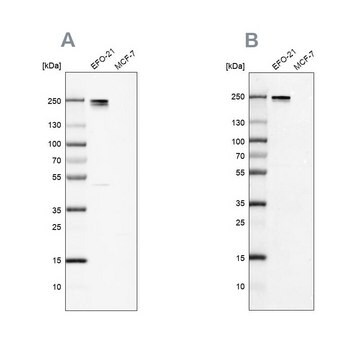 Anti-NID2 antibody produced in rabbit, 100 µL (HPA058772-100UL)