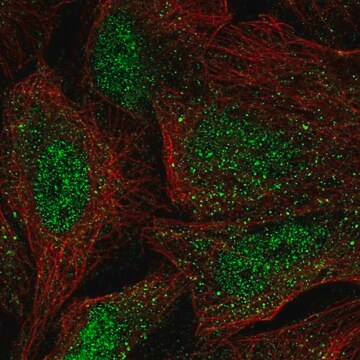 Anti-WBP4 antibody produced in rabbit, 100 µL (HPA058738-100UL)