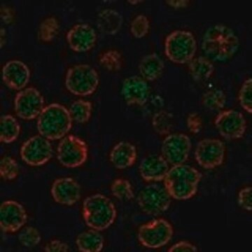 Anti-APOBEC3H antibody produced in rabbit, 1 X 100 µL (HPA058565-100UL)