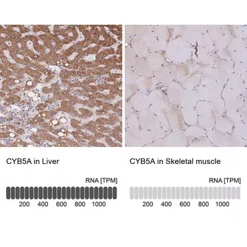 Anti-CYB5A antibody produced in rabbit, 100 µL (HPA058547-100UL)