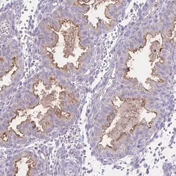 Anti-SEMA6B antibody produced in rabbit, 100 µL (HPA058523-100UL)
