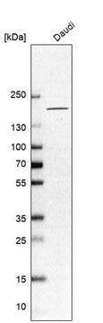Anti-CNTNAP4 antibody produced in rabbit, 1 X 100 µL (HPA057342-100UL)