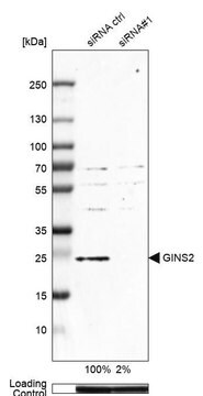 Anti-GINS2 antibody produced in rabbit, 1 X 100 µL (HPA057285-100UL)