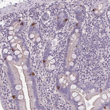 Anti-RUNDC3B antibody produced in rabbit, 1 X 100 µL (HPA057155-100UL)