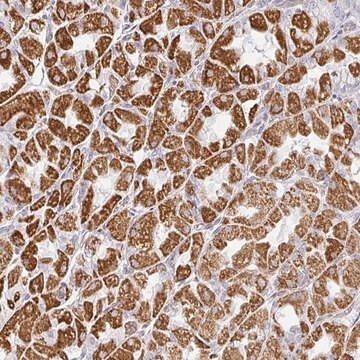 Anti-ZNF526 antibody produced in rabbit, 1 X 100 µL (HPA056609-100UL)