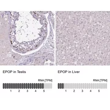 Anti-EPOP antibody produced in rabbit, 1 X 100 µL (HPA056555-100UL)