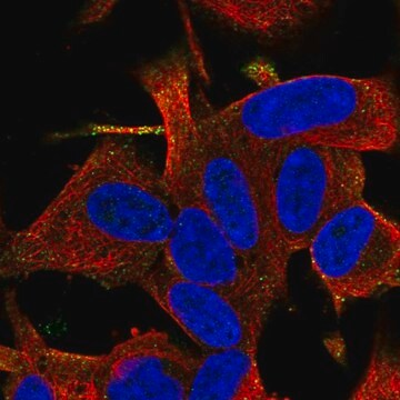 Anti-RGS17 antibody produced in rabbit, 100 µL (HPA056493-100UL)