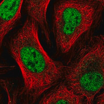 Anti-GTF2A2 antibody produced in rabbit, 100 µL (HPA056239-100UL)