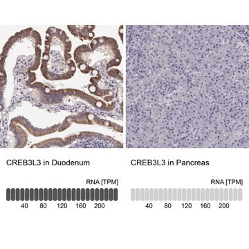 Anti-CREB3L3 antibody produced in rabbit, 100 µL (HPA056228-100UL)