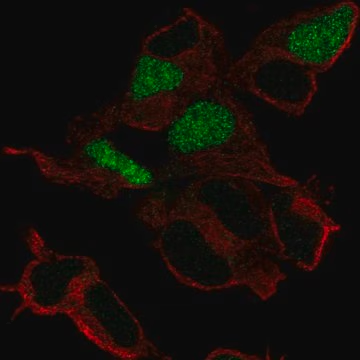 Anti-POU3F3 antibody produced in rabbit, 100 µL (HPA056039-100UL)