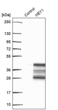 Anti-HEY1 antibody produced in rabbit, 1 X 100 µL (HPA055599-100UL)