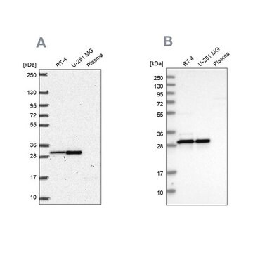 Anti-MRPL28 antibody produced in rabbit, 100 µL (HPA055589-100UL)