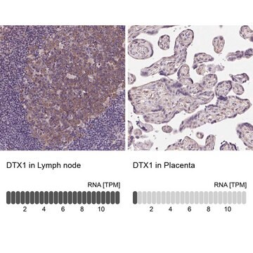 Anti-DTX1 antibody produced in rabbit, 100 µL (HPA055275-100UL)