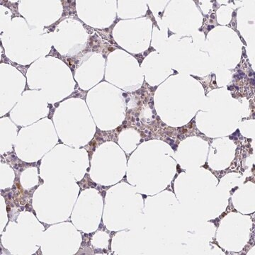 Anti-ABCB10 antibody produced in rabbit, 100 µL (HPA055175-100UL)