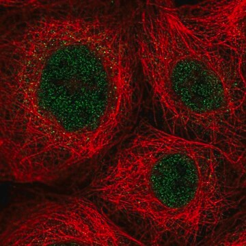 Anti-ZNF22 antibody produced in rabbit, 100 µL (HPA054893-100UL)