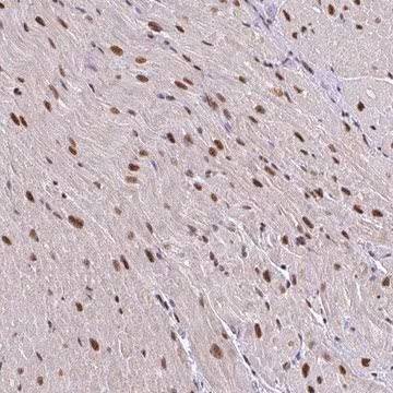 Anti-ABCA9 antibody produced in rabbit, 1 X 100 µL (HPA054823-100UL)