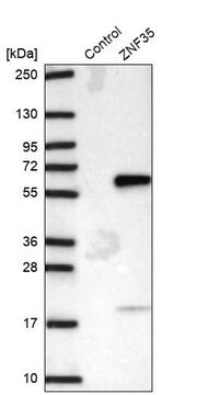 Anti-ZNF35 antibody produced in rabbit, 1 X 100 µL (HPA054738-100UL)