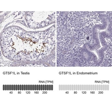 Anti-GTSF1L antibody produced in rabbit, 100 µL (HPA054694-100UL)