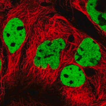 Anti-PPP1R14A antibody produced in rabbit, 100 µL (HPA054534-100UL)