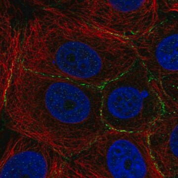 Anti-PLEKHA6 antibody produced in rabbit, 100 µL (HPA054311-100UL)