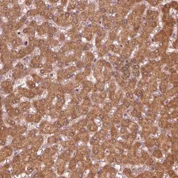 Anti-MTHFS antibody produced in rabbit, 100 µL (HPA054177-100UL)