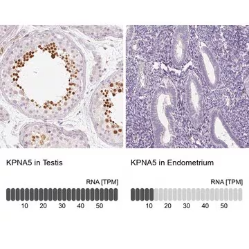 Anti-KPNA5 antibody produced in rabbit, 100 µL (HPA054037-100UL)