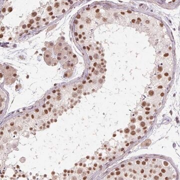 Anti-CYHR1 antibody produced in rabbit, 1 X 100 µL (HPA053653-100UL)