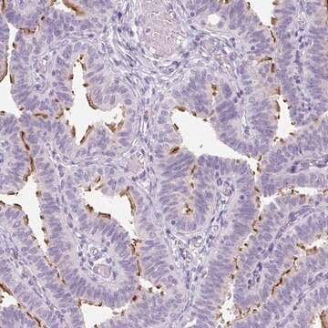 Anti-TMEM89 antibody produced in rabbit, 1 X 100 µL (HPA053577-100UL)