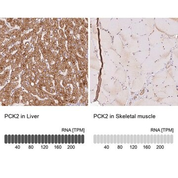 Anti-PCK2 antibody produced in rabbit, 1 X 100 µL (HPA053502-100UL)