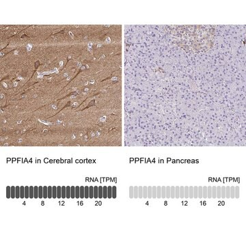 Anti-PPFIA4 antibody produced in rabbit, 1 X 100 µL (HPA053419-100UL)