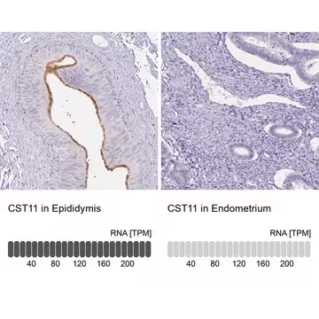 Anti-CST11 antibody produced in rabbit, 1 X 100 µL (HPA053399-100UL)