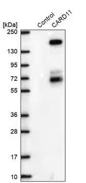 Anti-CARD11 antibody produced in rabbit, 1 X 100 µL (HPA052984-100UL)