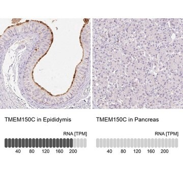 Anti-TMEM150C antibody produced in rabbit, 1 X 100 µL (HPA052921-100UL)