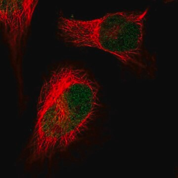 Anti-HIRA antibody produced in rabbit, 100 µL (HPA052902-100UL)