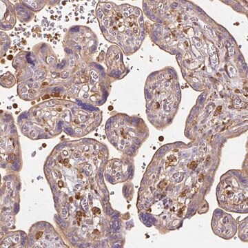 Anti-TBC1D2B antibody produced in rabbit, 1 X 100 µL (HPA052663-100UL)