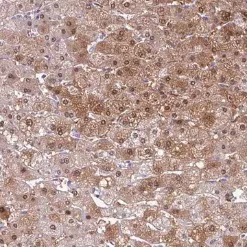 Anti-SRGAP1 antibody produced in rabbit, 1 X 100 µL (HPA052416-100UL)