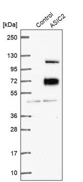 Anti-ASIC2 antibody produced in rabbit, 1 X 100 µL (HPA052112-100UL)