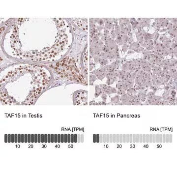 Anti-TAF15 antibody produced in rabbit, 1 X 100 µL (HPA052059-100UL)