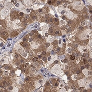 Anti-CCDC66 antibody produced in rabbit, 1 X 100 µL (HPA051937-100UL)