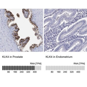 Anti-KLK4 antibody produced in rabbit, 1 X 100 µL (HPA051839-100UL)