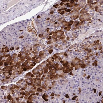 Anti-ANXA2R antibody produced in rabbit, 1 X 100 µL (HPA051482-100UL)