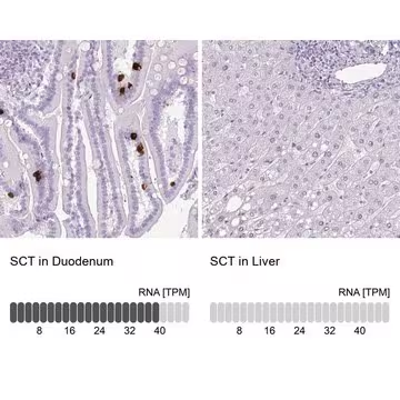 Anti-SCT antibody produced in rabbit, 1 X 100 µL (HPA050961-100UL)