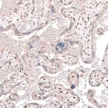 Anti-TET3 antibody produced in rabbit, 1 X 100 µL (HPA050845-100UL)