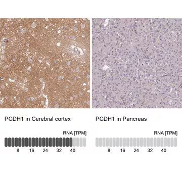 Anti-PCDH1 antibody produced in rabbit, 1 X 100 µL (HPA050538-100UL)