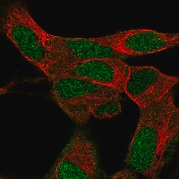 Anti-KRBA1 antibody produced in rabbit, 100 µL (HPA050448-100UL)