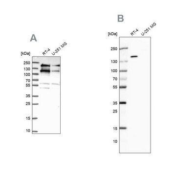 Anti-TOP2B antibody produced in rabbit, 100 µL (HPA050441-100UL)
