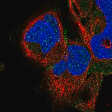 Anti-ADAM22 antibody produced in rabbit, 100 µL (HPA050325-100UL)