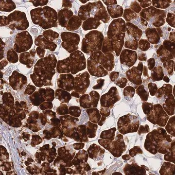 Anti-CACNG5 antibody produced in rabbit, 1 X 100 µL (HPA050115-100UL)